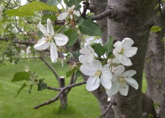 Apple Blossoms