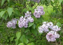 Lilac Blooms