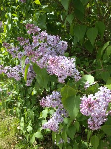 Lilacs in Bloom