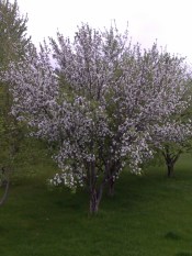 Red Delicious Apple Tree
