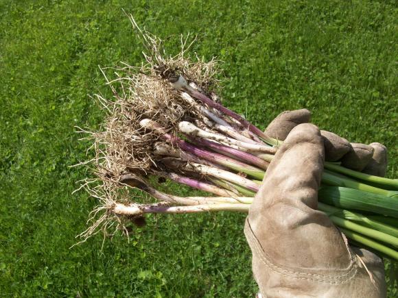 Spring Garlic