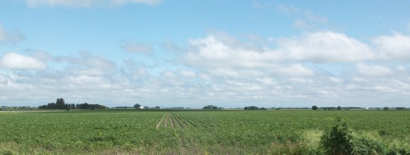Iowa Soybean Field