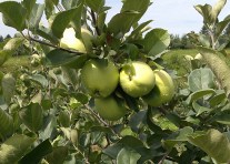 Lodi Apples