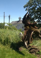Storm Damaged Walnut Tree 