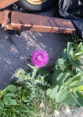 Thistle and Milkweed