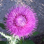 Thistle Flower