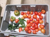 Peppers and Tomatoes