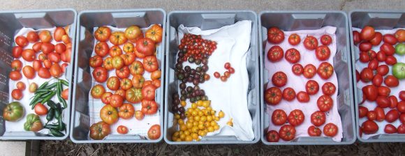 A Day's Tomato Harvest