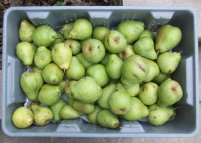 2014 Pear Harvest