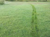 First Tracks in the Dew