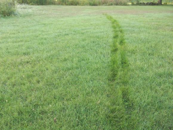 First Tracks in the Dew