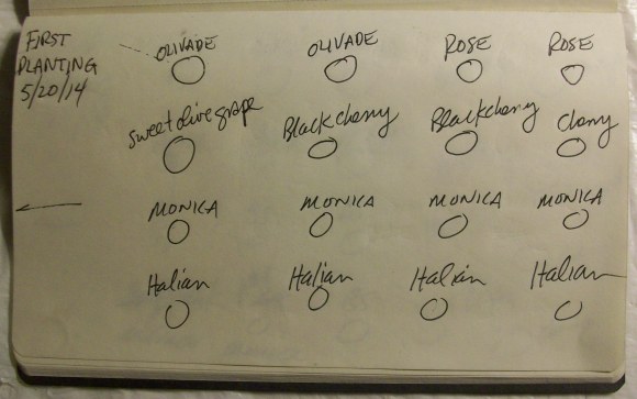 First Tomato Planting