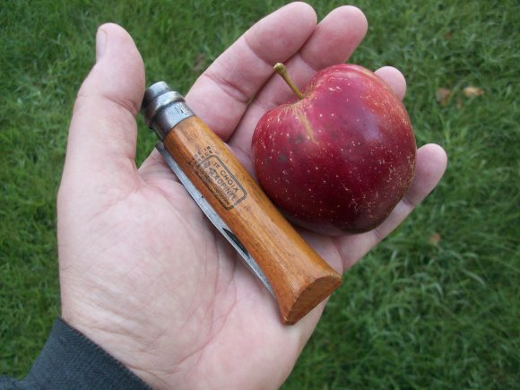 First Red Delicious Apple