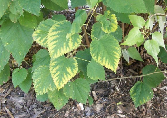 Variegated Leaves