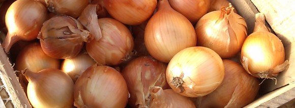 Storage Onions