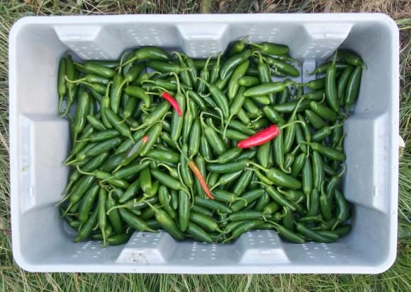 Serrano Peppers