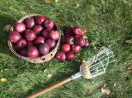 Apple Harvest