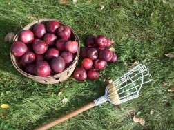 Apple Harvest