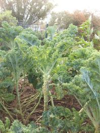 Kale Plants