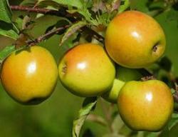 Gold Rush Photo Credit - Stark Bros.