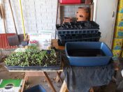 Seedling Watering Station