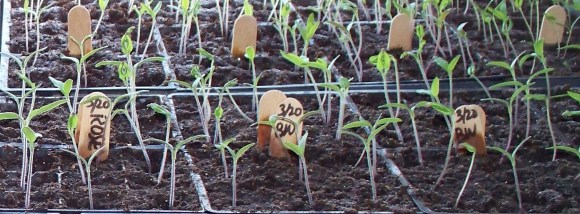 2015 Tomato Seedlings
