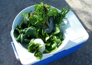 First Spring CSA Share