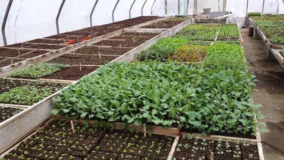 Inside the Greenhouse