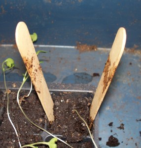 Moving the Seedlings