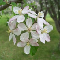 Memory of Apple Blossoms