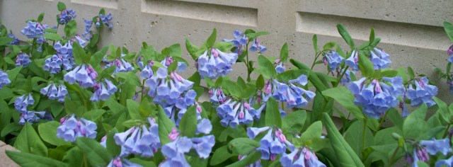 Bluebells