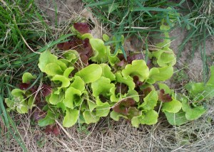 Spring Lettuce
