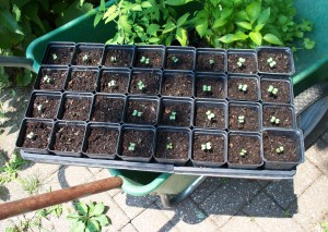 Broccoli Seedlings