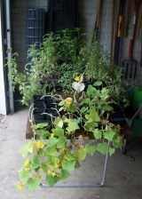Extra Garden Seedlings