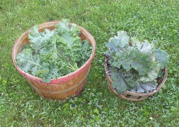 Morning Kale Harvest