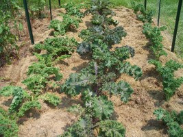 The Kale has been Mulched