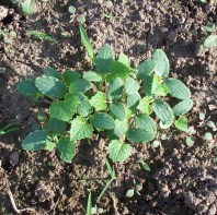 Marketmore Cucumbers