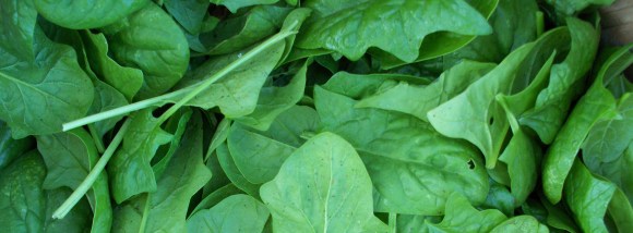 Garden Spinach
