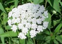 Queen Anne's Lace