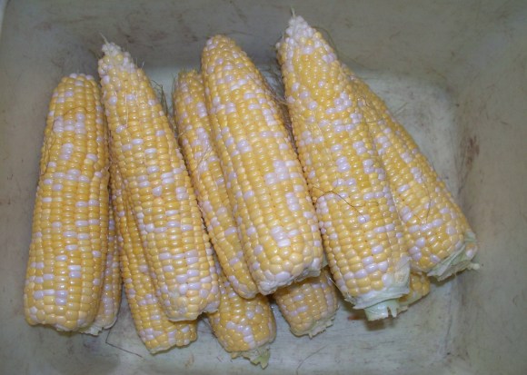 Sweet Corn