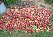 Fallen Apple Pile
