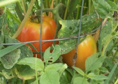 First Tomatoes Ripening