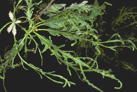 White Oak Leaf Tatters