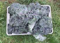 Picked Scarlet Kale