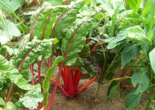 Swiss Chard