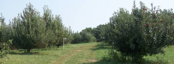 Wilson's Orchard