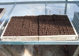 First Seedlings