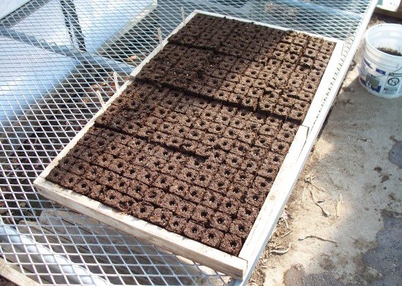First Soil Blocks of 2016 Season