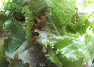Belgian Lettuce Harvest