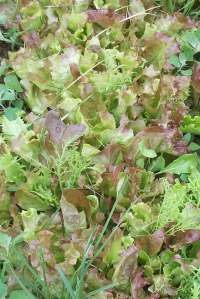 Belgian Lettuce